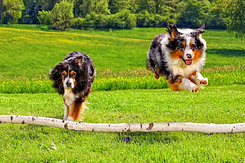 Australian shepherds, running, dogs, meadow, grass, park, summer, animals, field, shepherds, green, australian, forest, jumping HD wallpaper