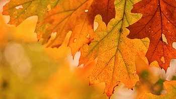 Foliage close-up, Maple leaf, U, background HD wallpaper