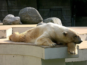 Animals, Stones, To Lie Down, Lie, Sleep, Dream, Sleeping, Polar Bear, Asleep, Reserve HD wallpaper