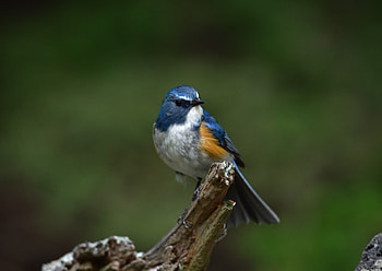 Eurasian blue tit, bird, portrait HD wallpaper