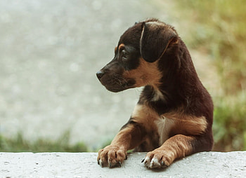 Dog, sweet, animal, dogs, cute, beautiful, puppys, puppy, pretty, animals, lovely HD wallpaper