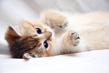 Cat, Animals, Kitty, Kitten, Muzzle, Sweetheart, Nice, Paw HD wallpaper