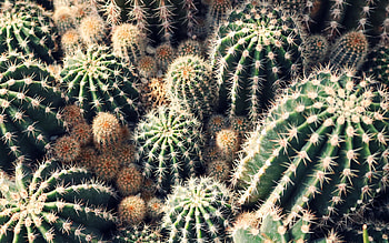 Greenhouse beauty, Cactus charm, -perfect background, Botanical marvel HD wallpaper