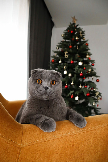 Christmas, Scottish Folds HD phone wallpaper