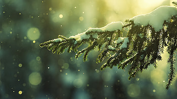 Background, Snow, Fir-Trees HD wallpaper