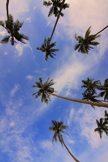 Nature, Trees, Palms, Branches, Tropics, Bottom View HD phone wallpaper