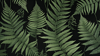 Fern Serenity - Nature, nature, fern HD wallpaper