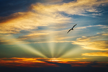 Bird Flying Sunset Evening View Clouds Beautiful Sky , nature, clouds, sunset, evening, sky HD wallpaper