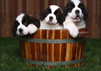 Three Adorable Puppies, Three, Puppies, animals, Adorable HD wallpaper