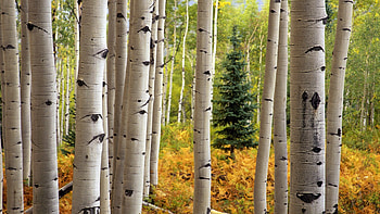 Aspen Trees, Nature's painters, Beautiful environment, Calming scenes HD wallpaper