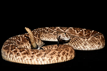 The western diamondback, Rattlesnake HD wallpaper