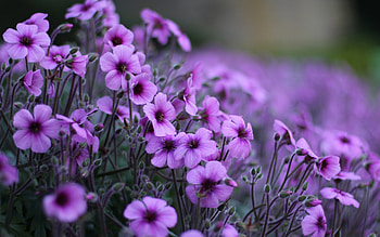 Plants, Flowers HD wallpaper
