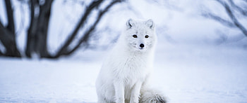 White Wolf, Iceland Snow, Animals HD wallpaper