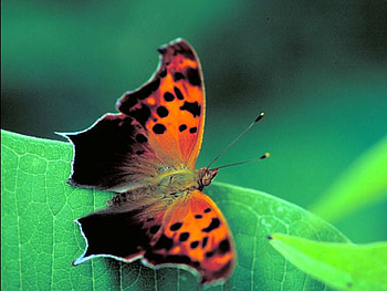 Beautiful Butterfly, cool, beautiful, butterfly HD wallpaper