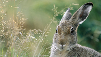 Hare illustration, Cute animal, Artistic , Nature's charm HD wallpaper