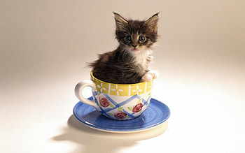 Animals, Cats HD wallpaper