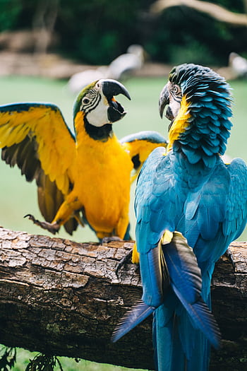 A colorful close-up of two vibrant macaws interacting on a log in a natural setting. HD phone wallpaper