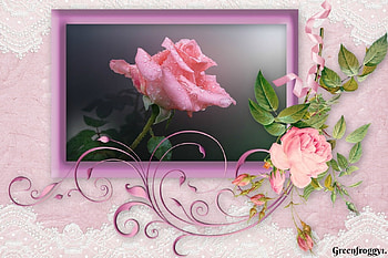 PINK ROSE, PRETTY, ROSE, FRAMED, PINK HD wallpaper