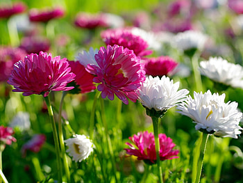 Flowers, Greens, Flower Bed, Flowerbed, Mood, Sunny, Sharpness HD wallpaper