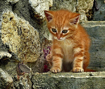 cute ginger kitty, cats, cute, ginger kitty, animals HD wallpaper