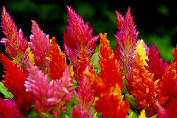 COLORFUL NATURE, colors, nature, flowers, plants HD wallpaper