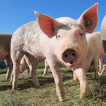 A domestic pig in a sunny outdoor field, showcasing its curious expression. HD wallpaper