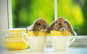 Baby bunny, background, Animal cuteness, Bunny beauty HD wallpaper