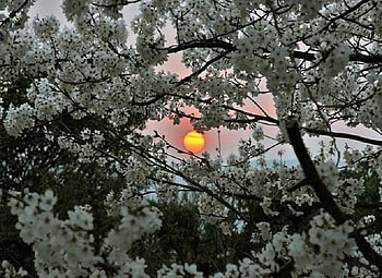 Sunset over Sakura, glow, beautiful, orange, tree, sakura, branches, blossom, sunset, stunning HD wallpaper