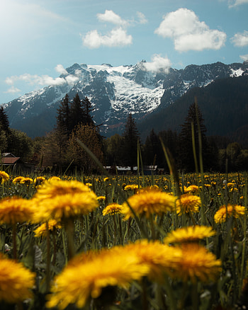 Landscape, Nature, Flowers, Grass, Mountains, Lawn HD phone wallpaper