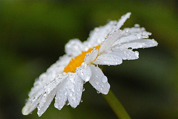 Drops, close up, bloom, white daisy HD wallpaper