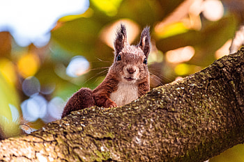 Animals, Squirrel, Brown, Sight, Opinion, Animal HD wallpaper