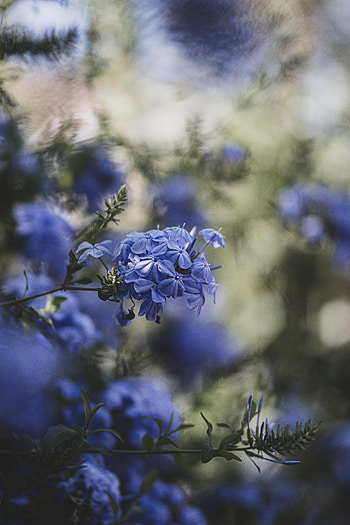 Flowers, Blur, Smooth, Bloom, Flowering, Blue Flowers HD phone wallpaper