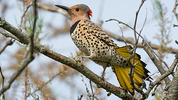 Northern flicker, Woodpecker HD wallpaper