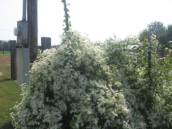 summer flowers, white, watchful, blooms, fall HD wallpaper