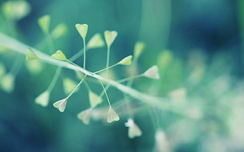 Plant, Macro, Light, Light Coloured HD wallpaper