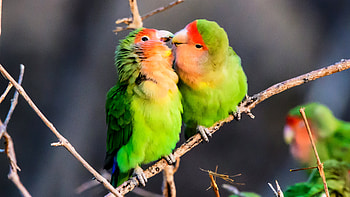 Lovebirds as pets, Parakeets, Caring, Affectionate HD wallpaper