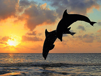 Dolphin , Whimsical , Marine beauty, Tranquil scenes HD wallpaper