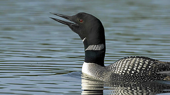 Loon bird, Common loon, , Animal HD wallpaper