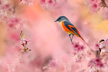ღ, Bird, Butterfly, Flowering, Branches, Cherry HD wallpaper