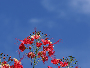 Sky and red flowers, sky, flowers HD wallpaper