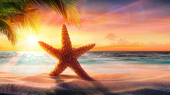 Tropical Sunset, sunlight, ocean, starfish, colors, sky, palm trees HD wallpaper