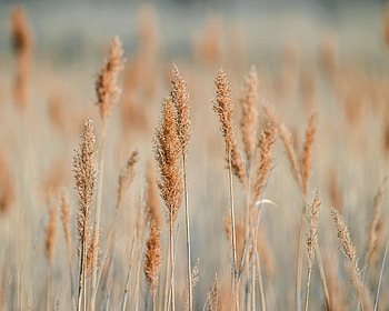 Plants, Grass, Cones, Macro, Brown, Spikelets HD wallpaper