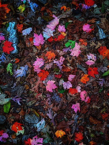 Leaves, colorful, autumn HD phone wallpaper