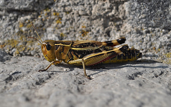 Locust, Grasshoppers HD wallpaper
