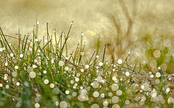 Grass, Drops, Macro, Shine, Light, Dew HD wallpaper