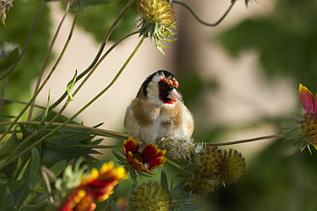 European goldfinch, tree branches, bird HD wallpaper