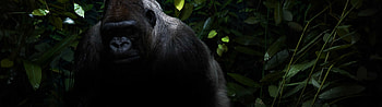 Gorilla in the forest, Nature's empire, Enchanting wilderness, Primate kingdom HD wallpaper