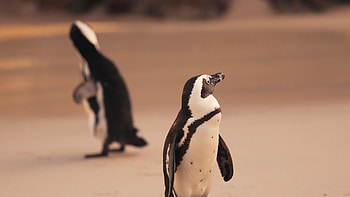 African penguins, Endangered species, Outdoor habitat, Protecting wildlife HD wallpaper