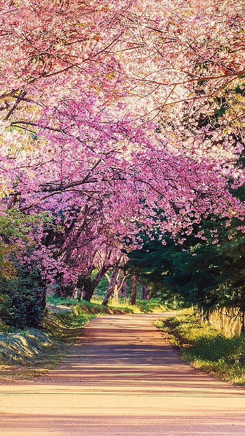 Spring Background, Flowers HD phone wallpaper