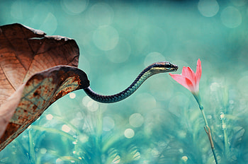 Snake and pink flower, flower, snake, blue, pink, nature, leaf, reptile HD wallpaper
